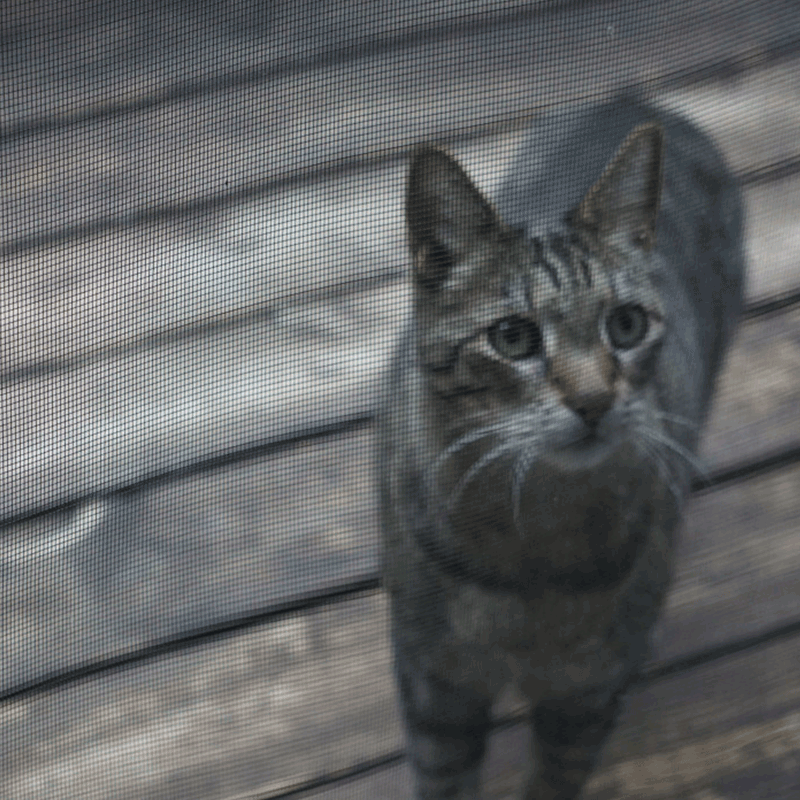 Cat looking through animal screens