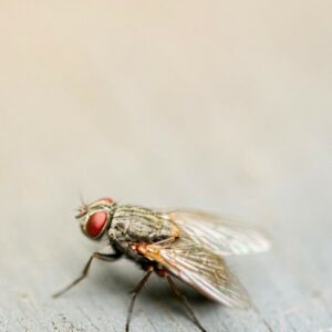 A fly sat on a wooden surface
