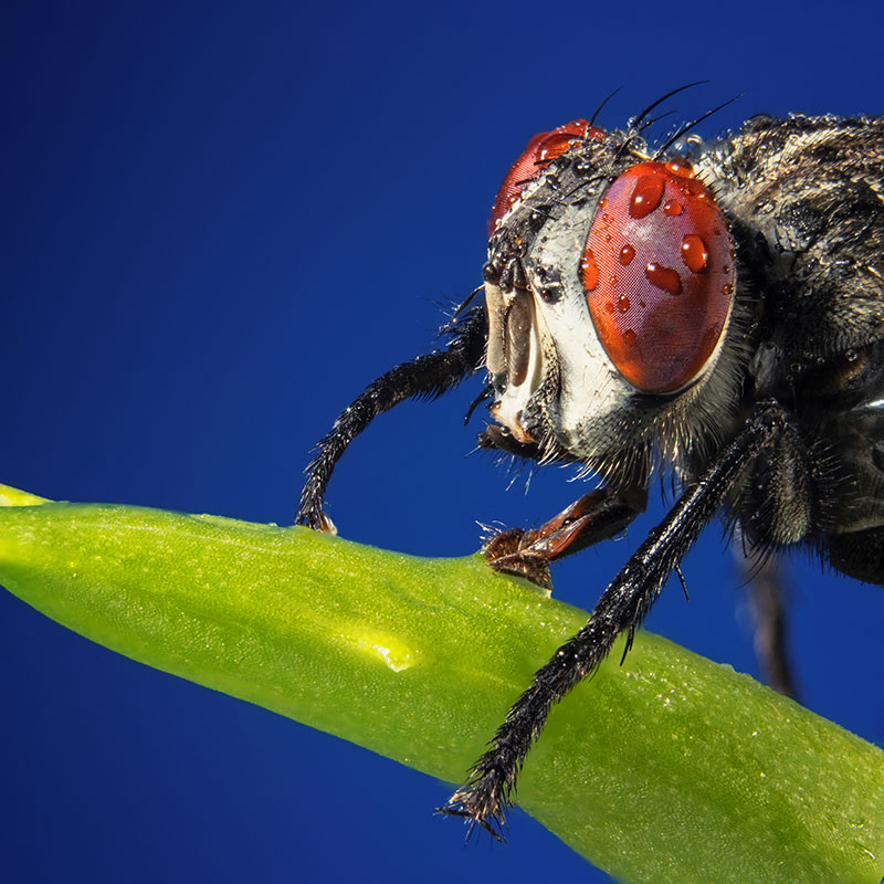 close up of a fly to demonstrate what fly screen doors stop from entering homes