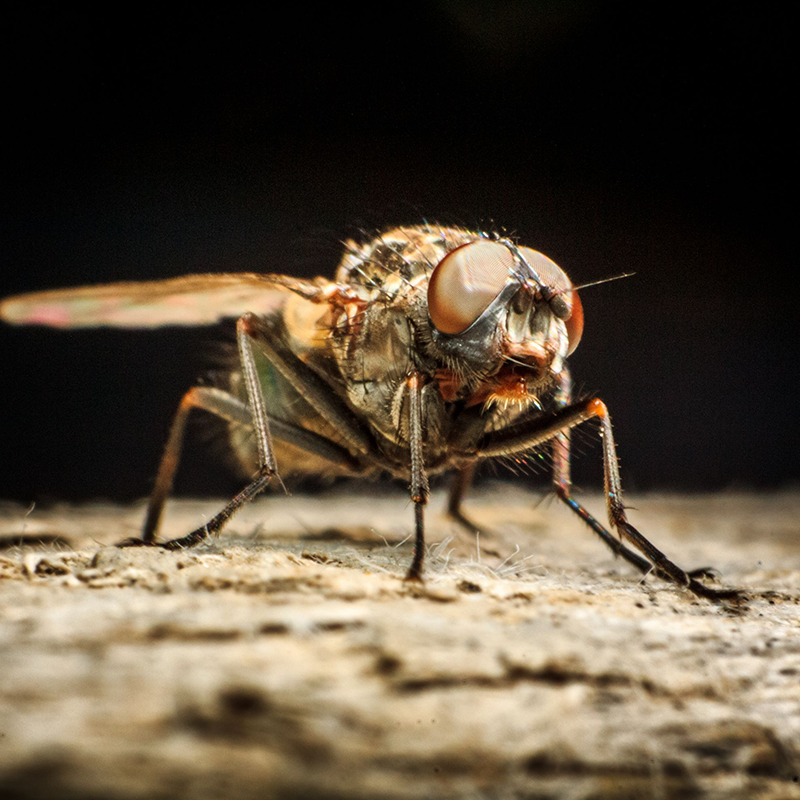 Fly on a wooden surface